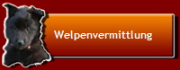 Welpenvermittlung 